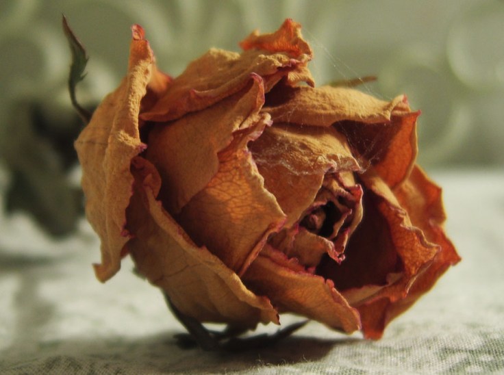 dead_rose